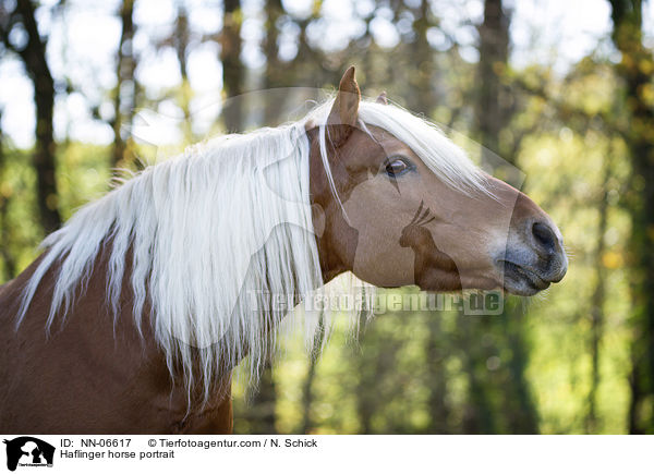 Haflinger horse portrait / NN-06617