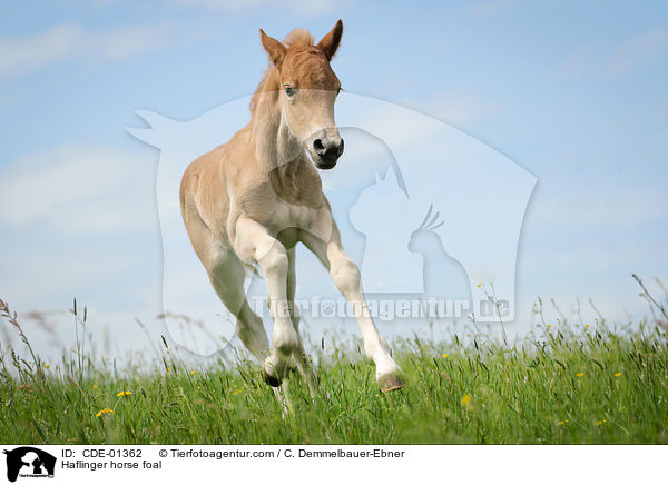 Haflinger horse foal / CDE-01362
