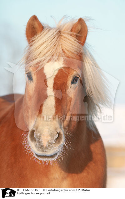 Haflinger horse portrait / PM-05515