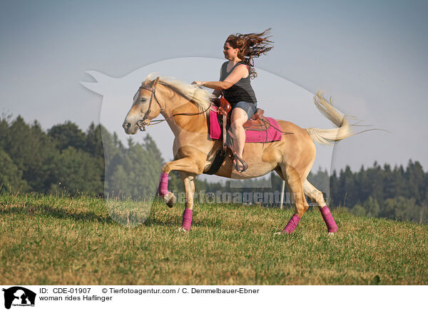 woman rides Haflinger / CDE-01907