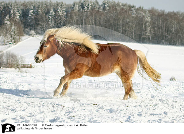 galloping Haflinger horse / AB-03098