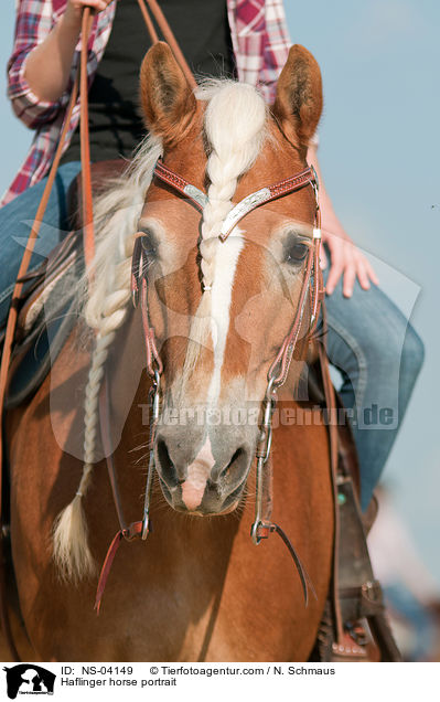Haflinger horse portrait / NS-04149