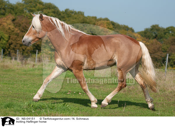 trabender Haflinger / trotting Haflinger horse / NS-04151