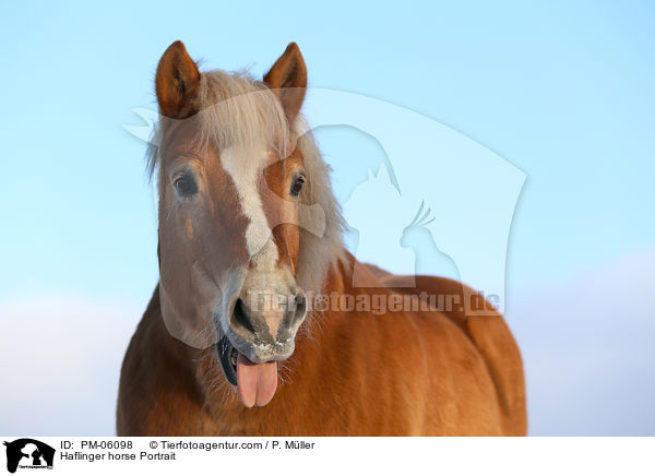 Haflinger horse Portrait / PM-06098