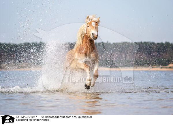 galloping Haflinger horse / MAB-01047