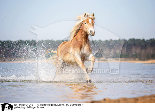 galloping Haflinger horse / MAB-01048