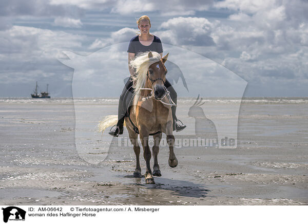 woman rides Haflinger Horse / AM-06642