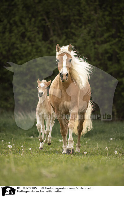 Haflinger Horse foal with mother / VJ-02185