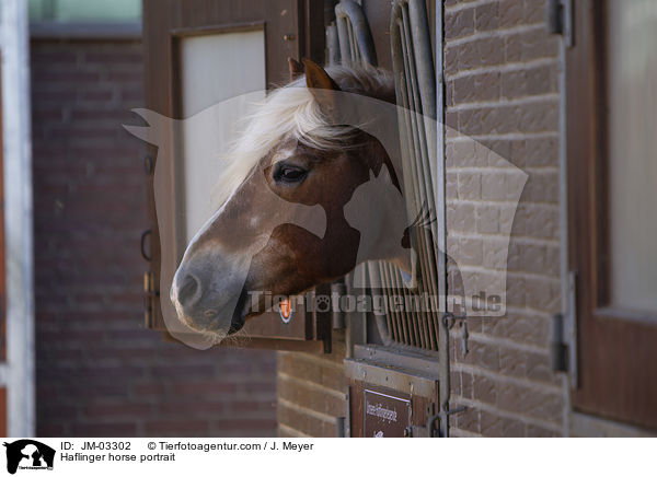 Haflinger horse portrait / JM-03302