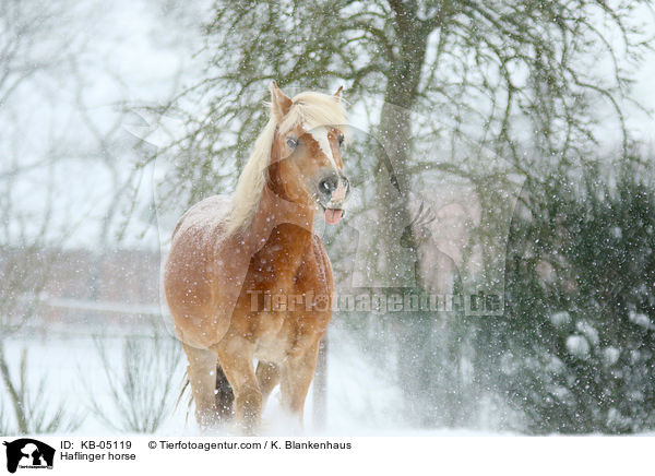 Haflinger horse / KB-05119