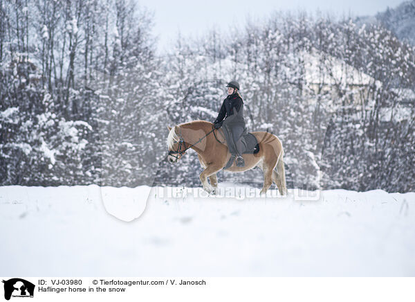 Haflinger horse in the snow / VJ-03980
