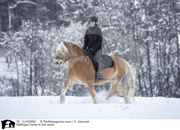 Haflinger horse in the snow / VJ-03982