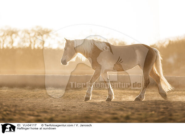 Haflinger horse at sundown / VJ-04117