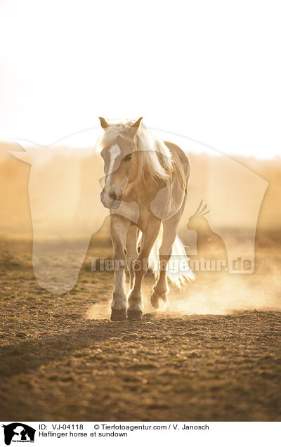 Haflinger horse at sundown / VJ-04118