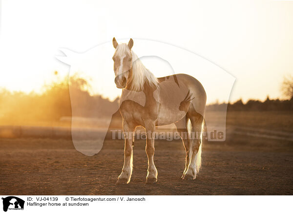 Haflinger horse at sundown / VJ-04139