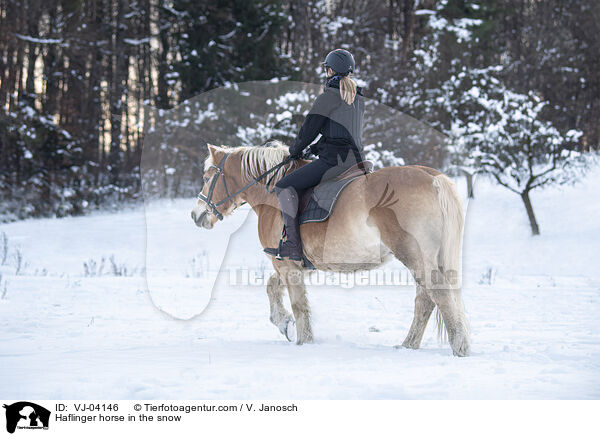 Haflinger horse in the snow / VJ-04146