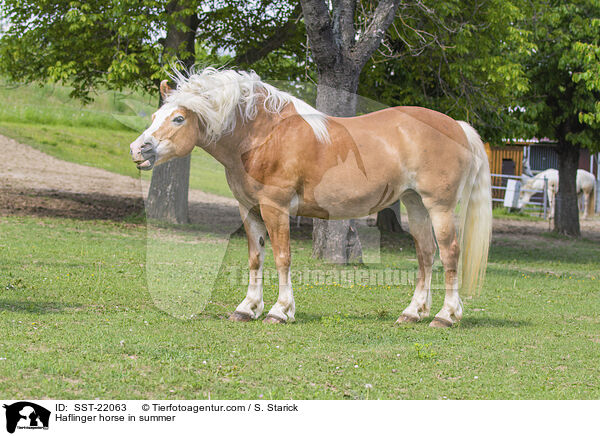 Haflinger horse in summer / SST-22063