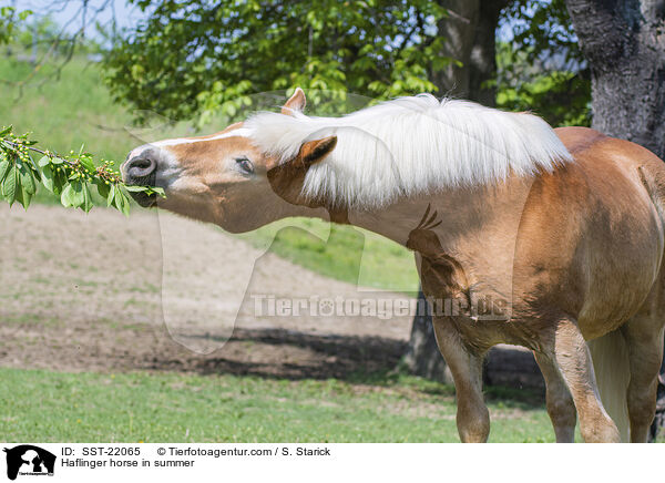 Haflinger horse in summer / SST-22065