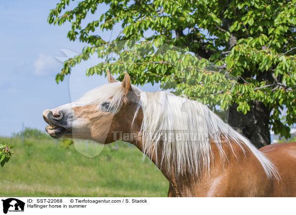 Haflinger horse in summer / SST-22068