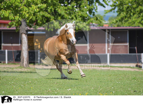 Haflinger horse in summer / SST-22070