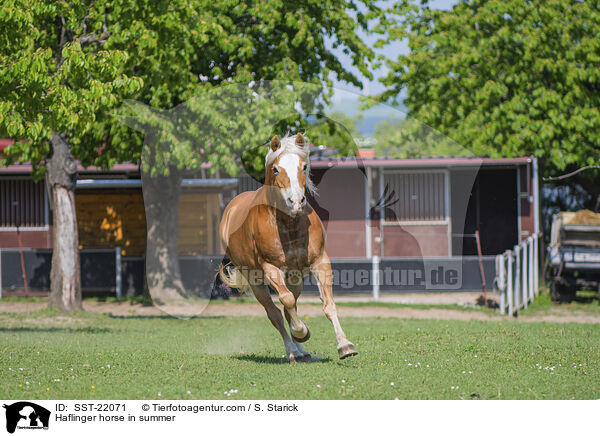 Haflinger horse in summer / SST-22071