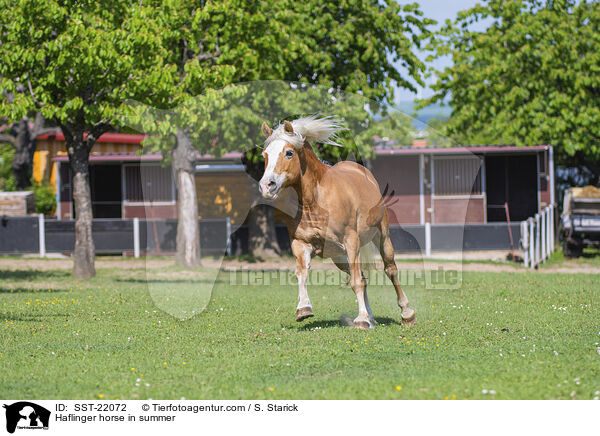 Haflinger horse in summer / SST-22072