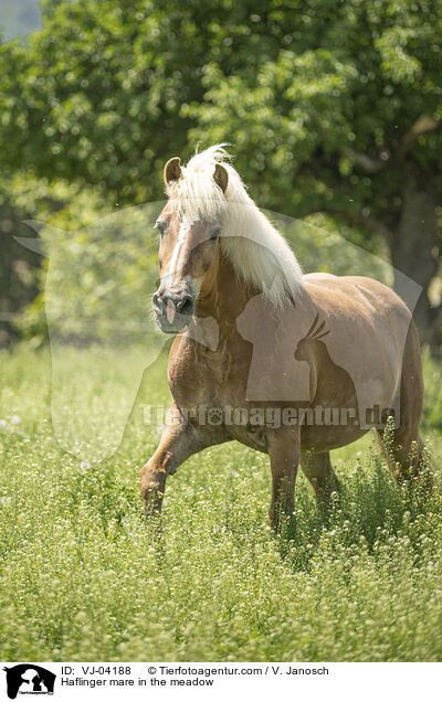 Haflinger mare in the meadow / VJ-04188