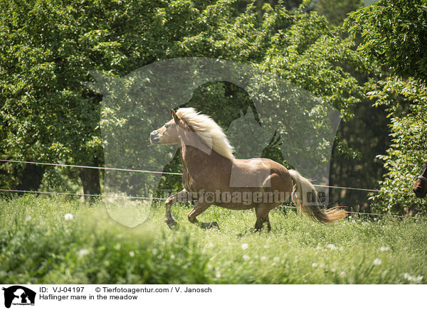 Haflinger mare in the meadow / VJ-04197