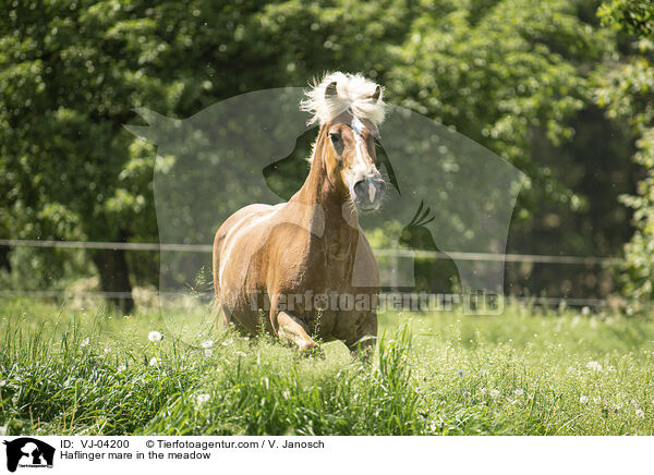 Haflinger mare in the meadow / VJ-04200
