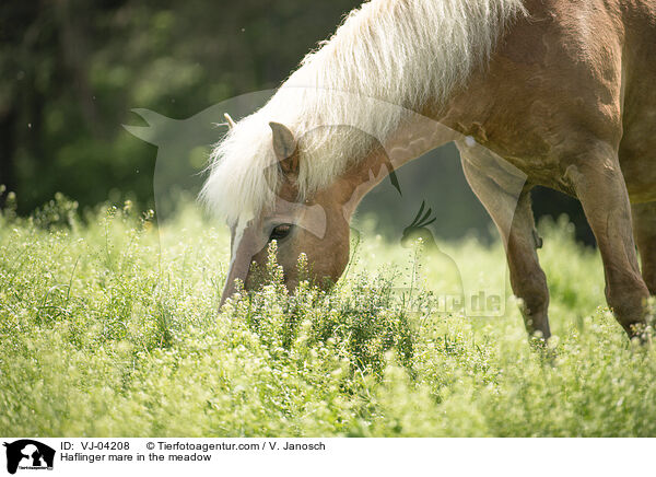 Haflinger mare in the meadow / VJ-04208