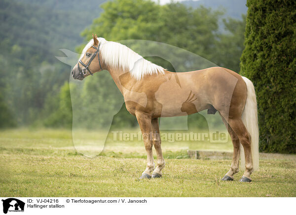 Haflinger stallion / VJ-04216