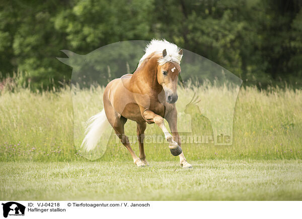 Haflinger stallion / VJ-04218