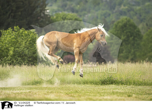 Haflinger stallion / VJ-04225