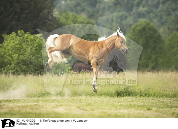 Haflinger stallion / VJ-04226