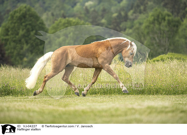 Haflinger stallion / VJ-04227