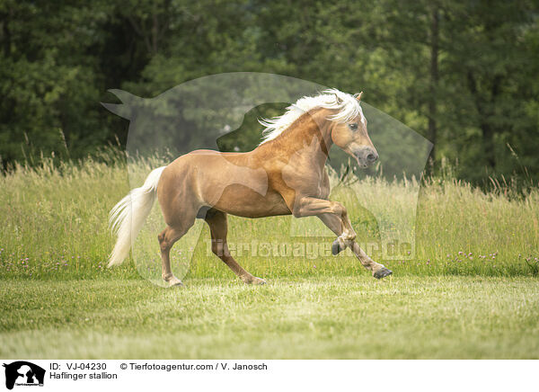 Haflinger stallion / VJ-04230