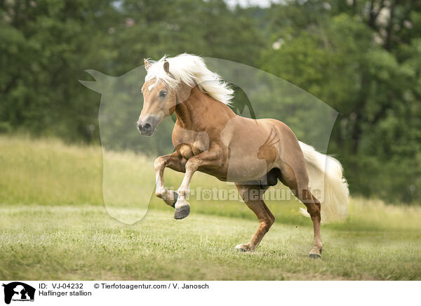 Haflinger stallion / VJ-04232