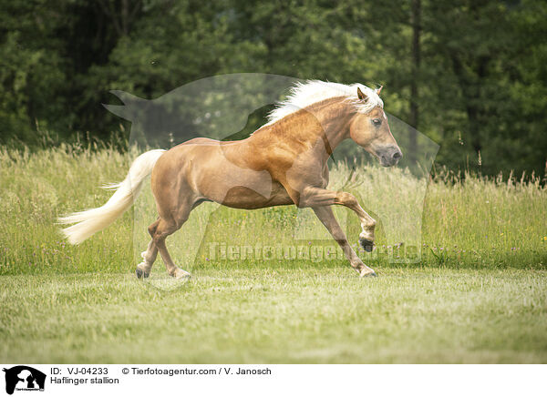 Haflinger stallion / VJ-04233
