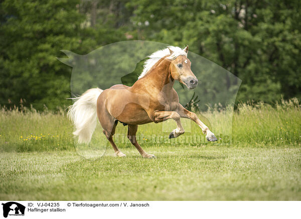 Haflinger stallion / VJ-04235