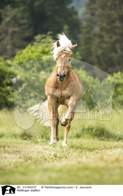 Haflinger stallion / VJ-04237