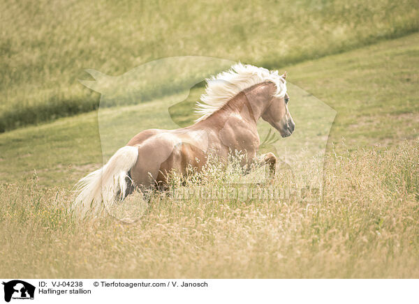Haflinger stallion / VJ-04238