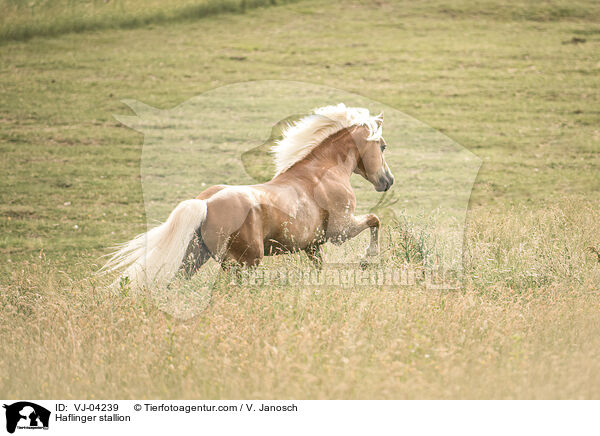 Haflinger stallion / VJ-04239