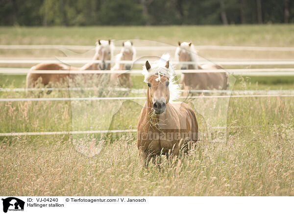 Haflinger stallion / VJ-04240