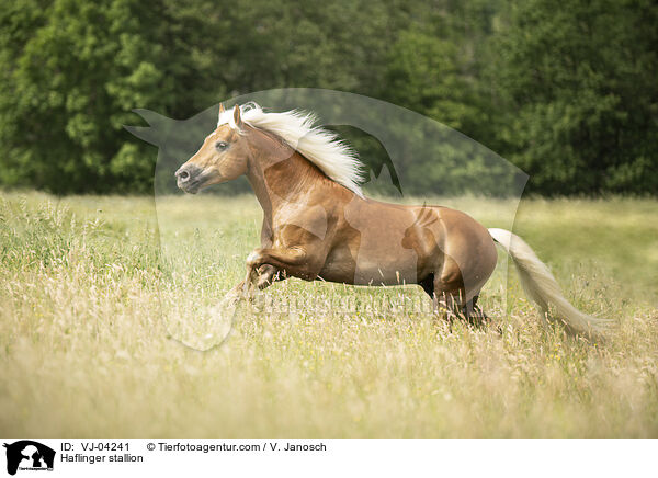 Haflinger stallion / VJ-04241