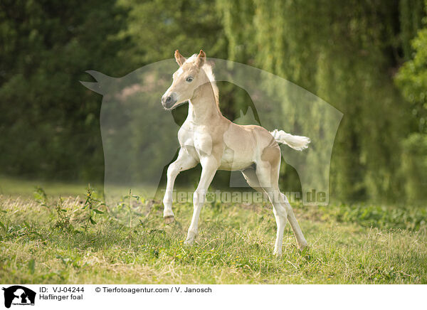 Haflinger foal / VJ-04244
