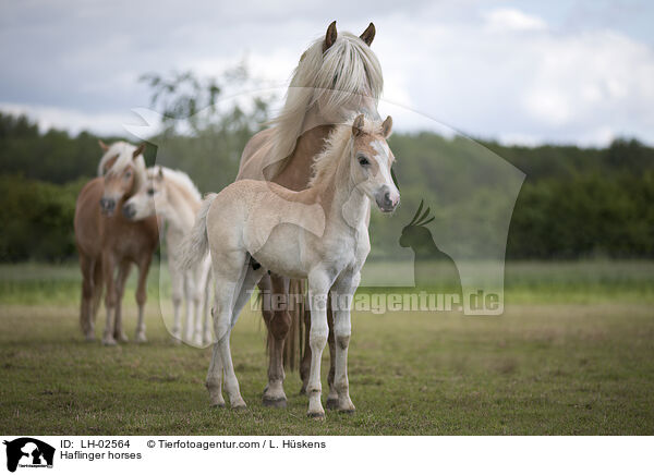Haflinger horses / LH-02564