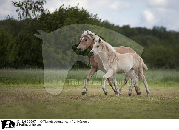 2 Haflinger horses / LH-02567