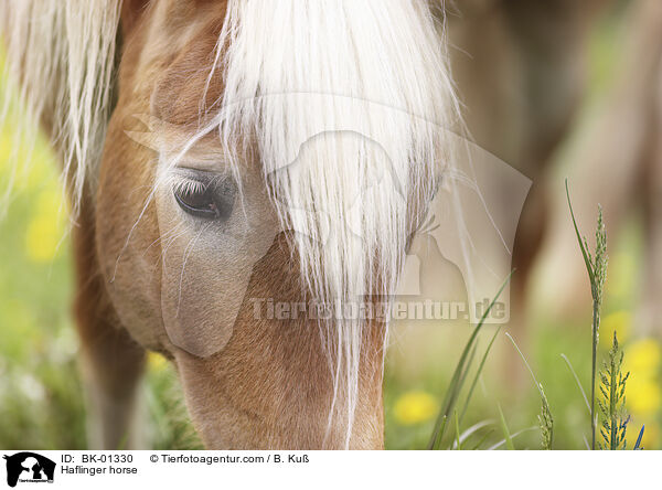Haflinger horse / BK-01330