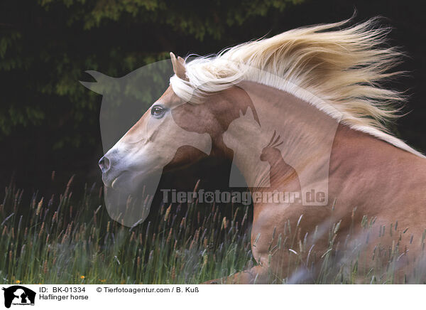 Haflinger horse / BK-01334