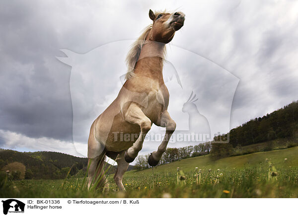 Haflinger horse / BK-01336